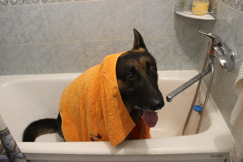 собака в ванне