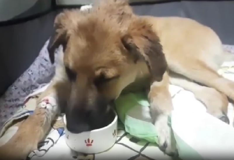 собака спасение ветеринар