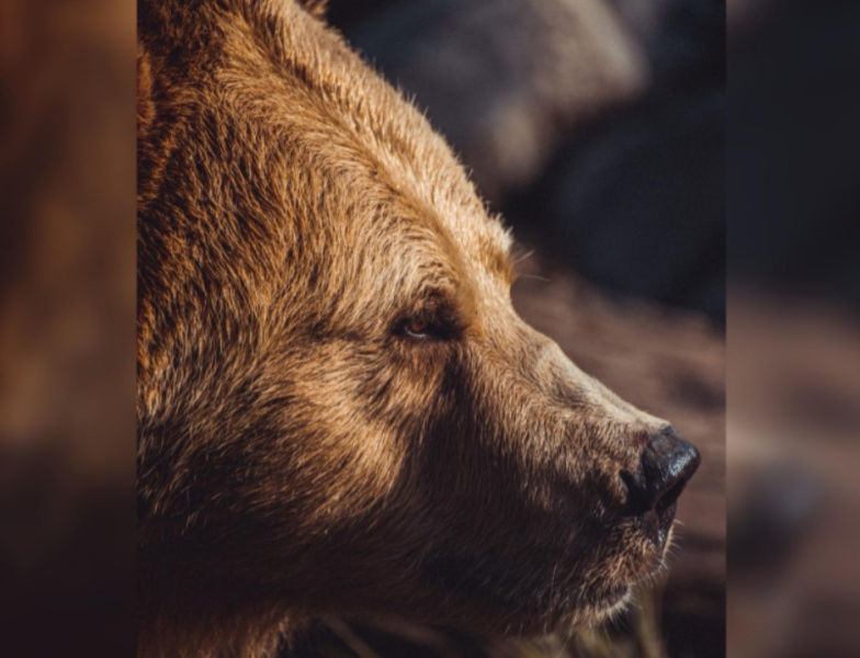 В Приамурье родители мальчика, которого укусил медведь, не имеют претензий к дрессировщику