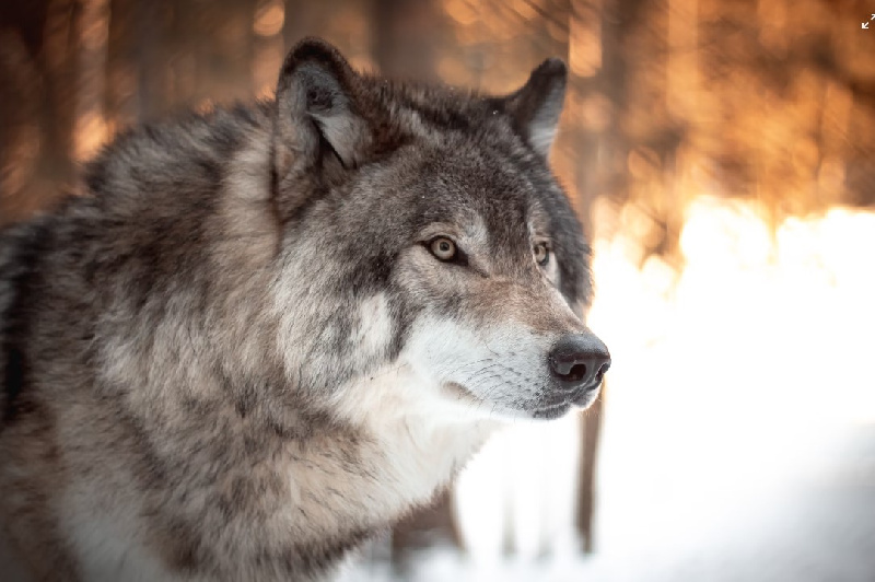 Амурчанам рассказали, почему охота на волков не ведётся круглый год