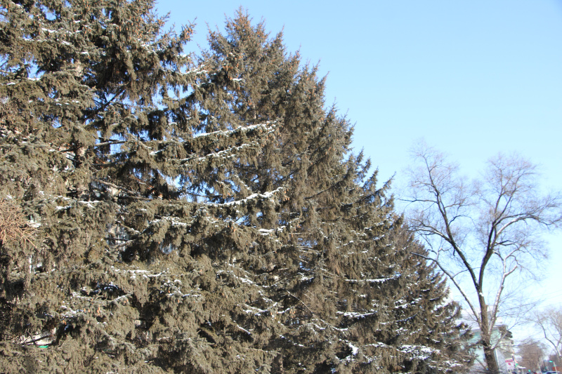 В Приамурье прогнозируют сильный ветер и низкие температуры