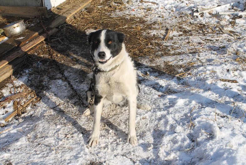 В Забайкальском крае пенсионерка погибла из-за нападения домашних собак 