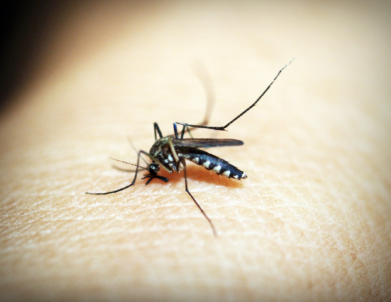 Как защититься от комаров? - 2x2.su