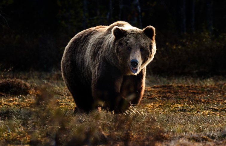 Из-за тёплой погоды на юге Приамурья начали просыпаться медведи - 2x2.su