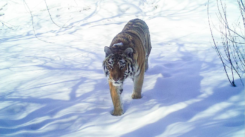 амурский тигр фото
