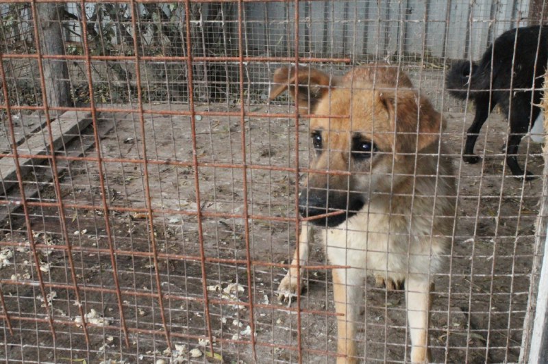 В Белогорье отловили бездомную собаку, которая покусала двух человек возле детского сада 