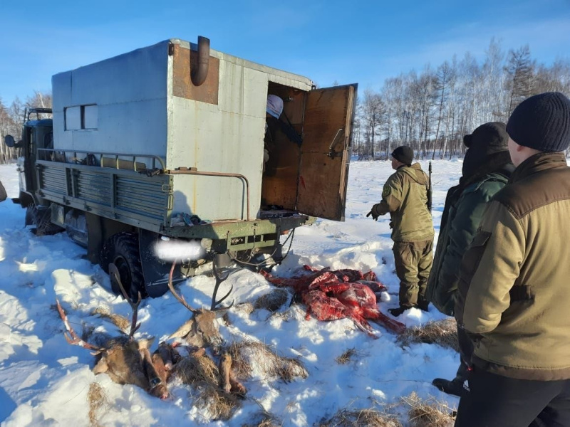 В Тындинском районе охотоведы устроили погоню за браконьерами с тушами изюбрей