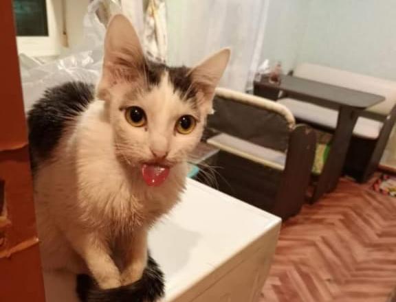 Волонтёры из Зеи просят помочь кошке, у которой из-за болезни почти не открывалась челюсть