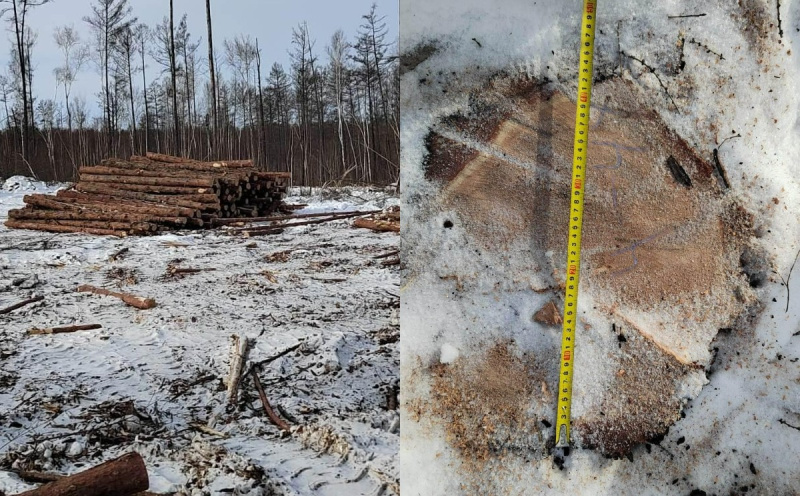 В Магдагачинском районе чёрные лесорубы срубили лес на 2,4 млн рублей