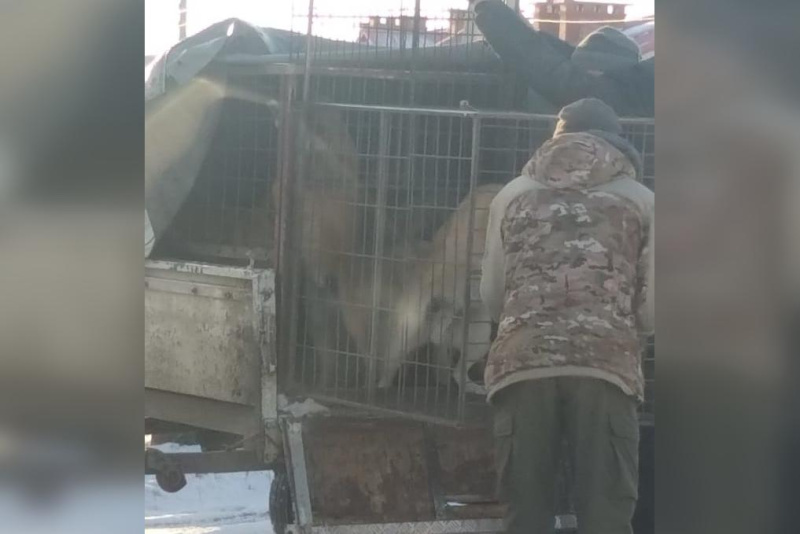 В Благовещенском районе начали отлавливать бездомных собак