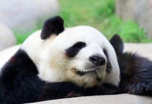 Ученые: через 55 лет численность панд сократится вдвое - 2x2.su