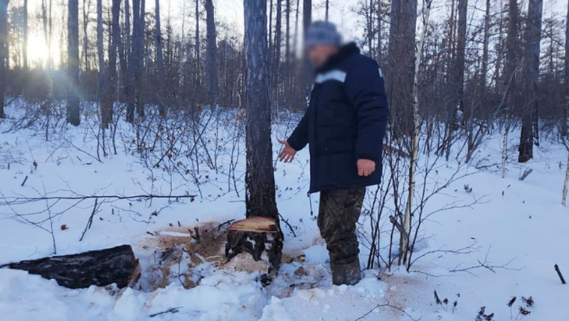 В Зейском районе женщину насмерть придавило спиленным деревом