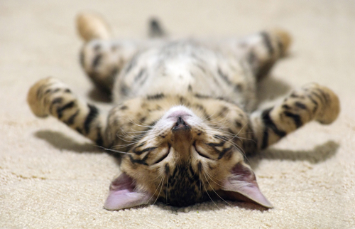 Гороскоп на 12 мая: Стрельцы защищают слабых, а Львы смотрят налево - 2x2.su