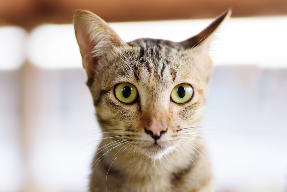 Гороскоп на 17 декабря: Водолеи могут попасть на обложку, а Девам надо научиться уходить - 2x2.su