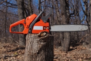 Американские ученые изобрели деревянные батарейки - 2x2.su