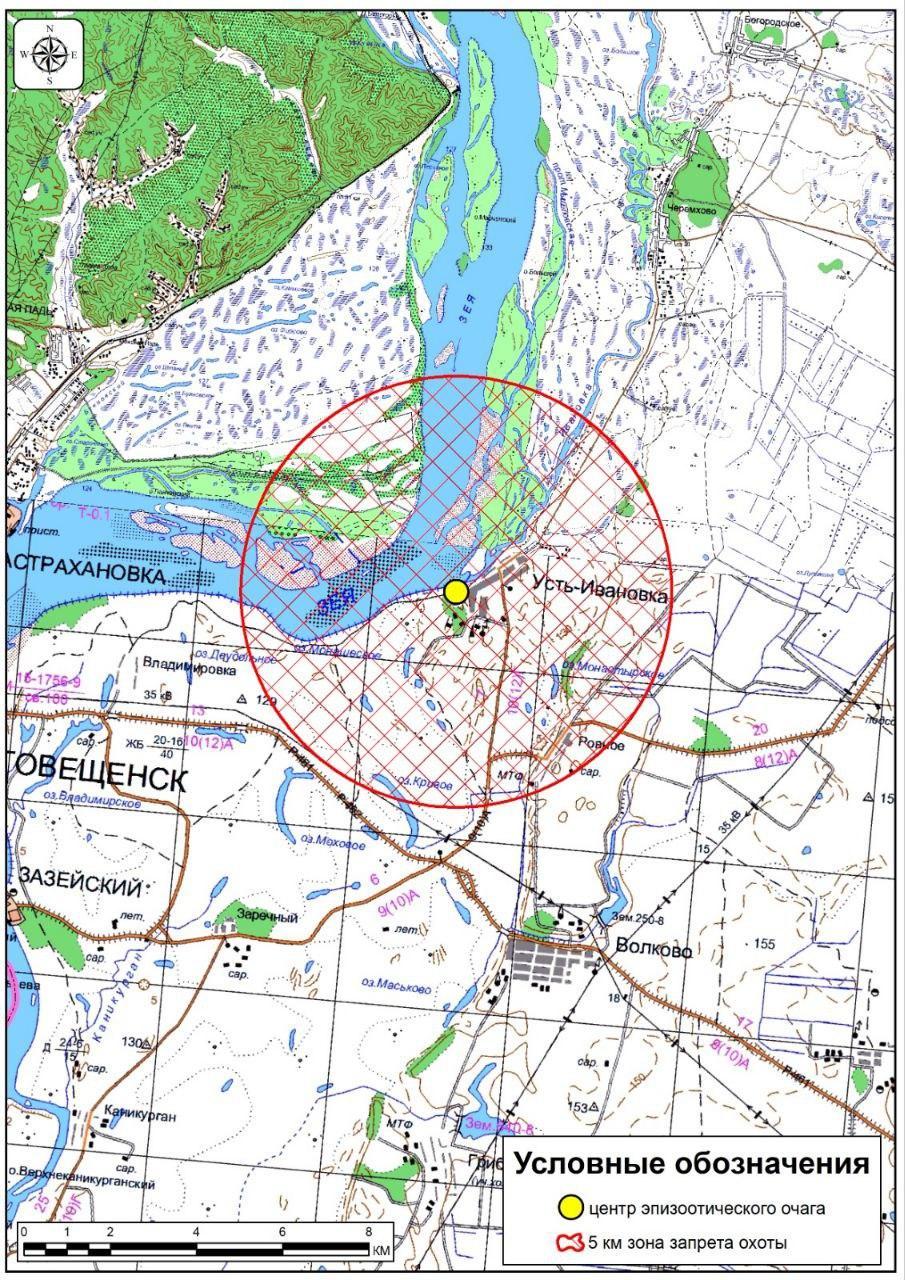В очагах АЧС, выявленных в Приамурье, ввели полный запрет на охоту - 2x2.su картинка 3
