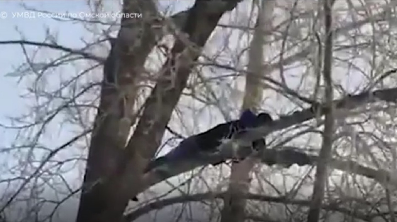 В Омске подозреваемый в изнасиловании 15-летней девочки прятался от полиции на дереве - 2x2.su