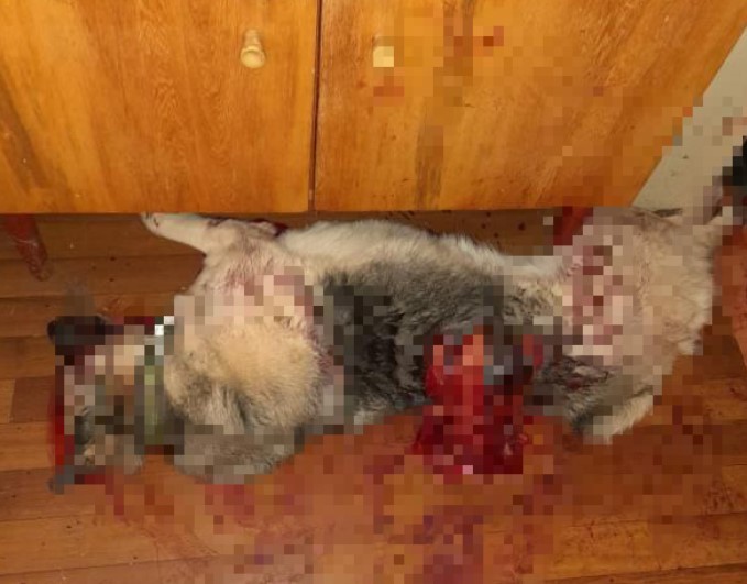 Против амурчанина, жестоко убившего собаку на глазах пожилой хозяйки, возбудили уголовное дело