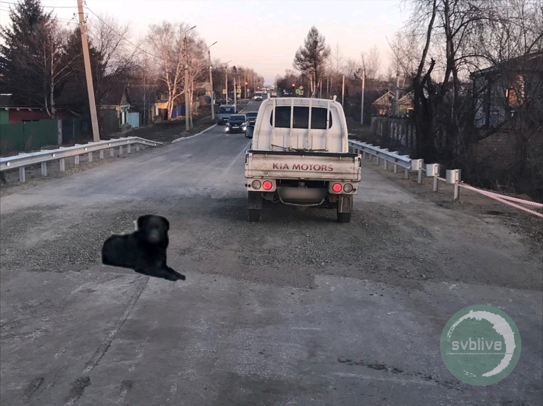 «С нами Черныш»: в Свободном появилась живая достопримечательность  - 2x2.su картинка 4