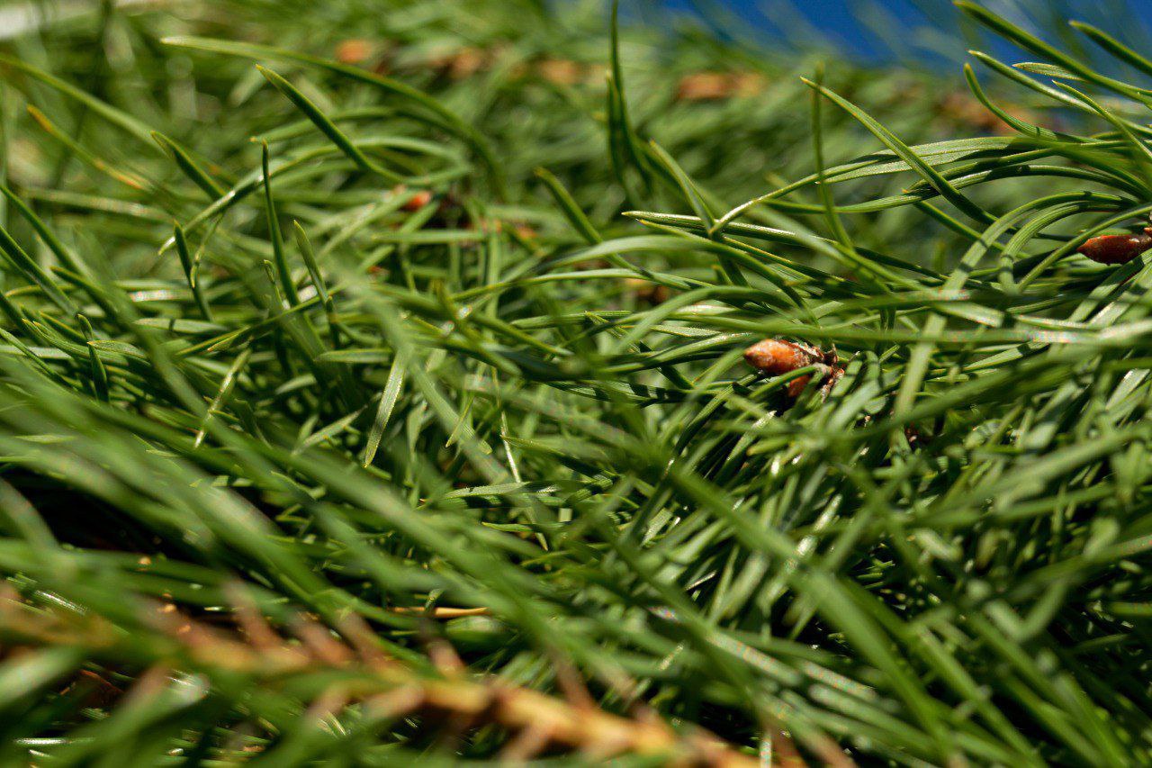 В аэропорту Благовещенска высадят около 200 деревьев - 2x2.su картинка 6