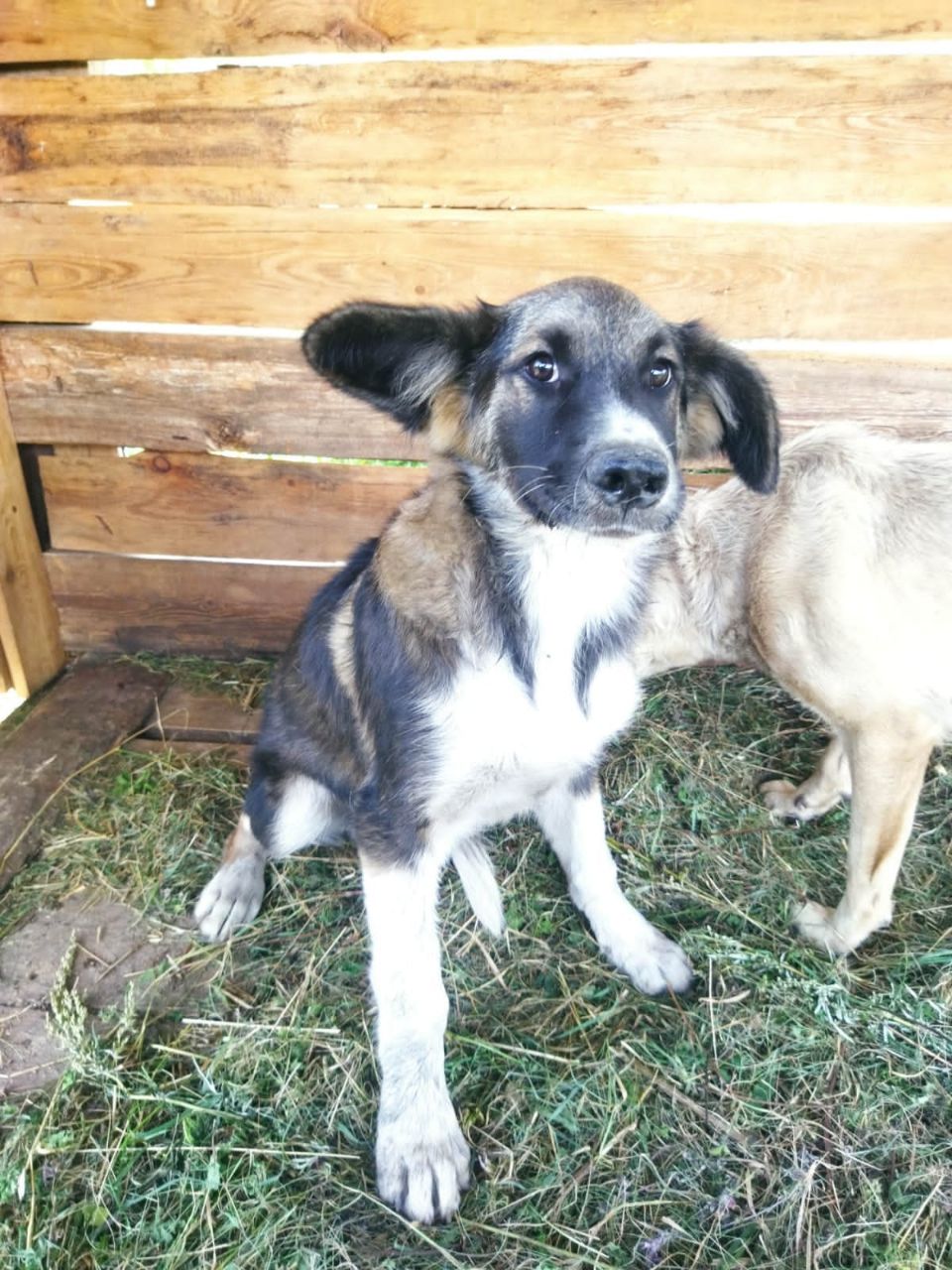Амурчане уехали в отпуск и на 2 недели бросили собаку на улице, животное отправили в приют - 2x2.su картинка 2