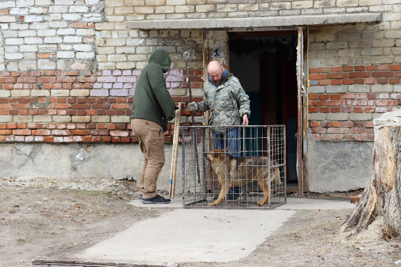 Самое проблемное село: в Возжаевке насчитали около ста бездомных собак - 2x2.su