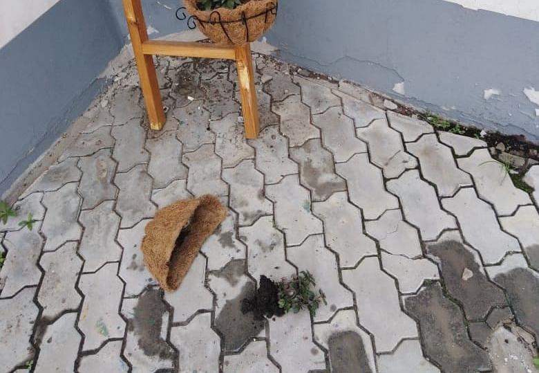 В парке Дружбы вандалы сорвали злость на цветах - 2x2.su