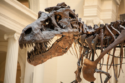 Ученые бьют тревогу: животные на Земле вымрут, как динозавры - 2x2.su