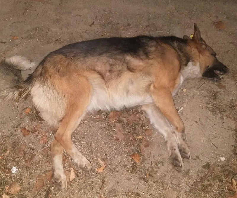 «Полчаса билась в конвульсиях»: в Зее неизвестные отравили собаку, щенков которой до этого расстреляли 