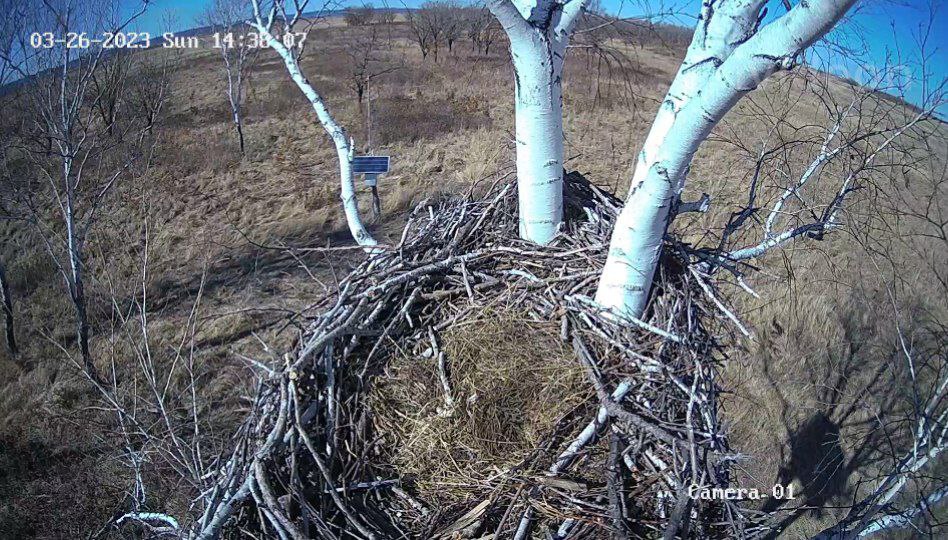 Под Тамбовкой демонтировали камеру, ведущую эфир из гнезда аистов - 2x2.su картинка 3