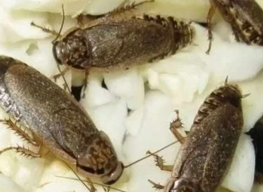 Скорпионы, белки, тараканы и лягушки: каких животных можно купить в Благовещенске - 2x2.su картинка 4