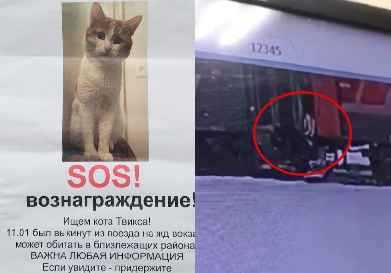 Россияне требуют уволить и осудить проводницу, выкинувшую из поезда кота Твикса - 2x2.su