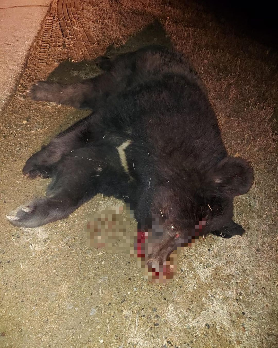 В Амурской области фура насмерть сбила краснокнижного гималайского медведя - 2x2.su картинка 2