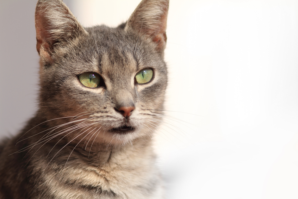 Гороскоп на 3 декабря: Львам поможет заработать язык, а Девы нехорошо себя ведут - 2x2.su