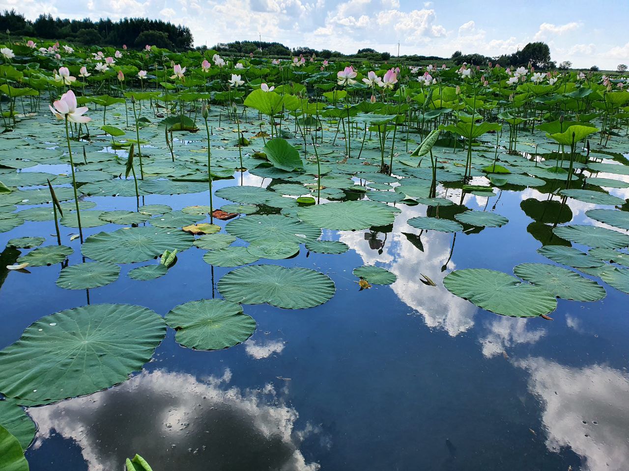 Амурчан просят не срывать лотосы, которые зацвели в Константиновском районе - 2x2.su картинка 3