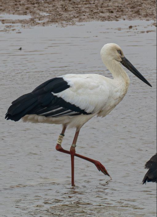 Китайские орнитологи нашли аиста, окольцованного в Приамурье в 2019 году - 2x2.su картинка 3