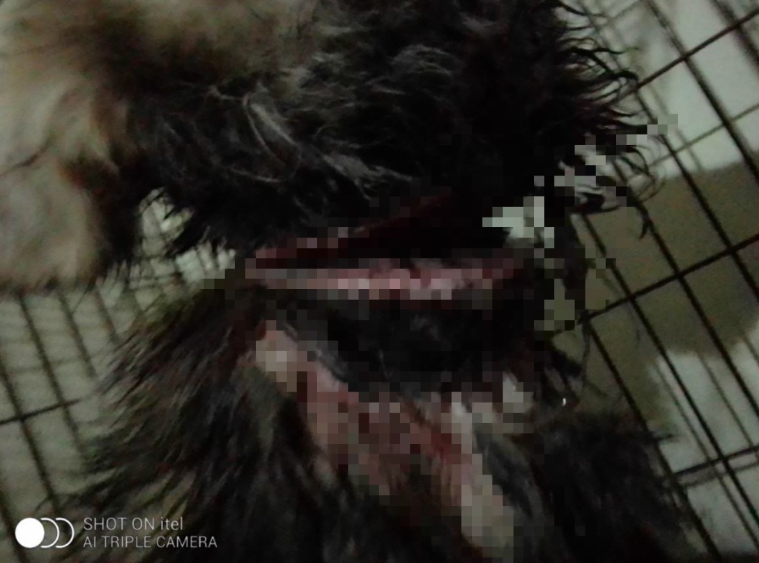 В лесу возле Благовещенска нашли щенка со страшной раной от вросшего ошейника - 2x2.su картинка 7