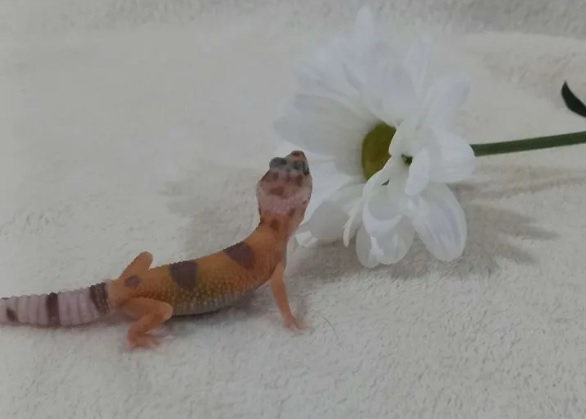 Скорпионы, белки, тараканы и лягушки: каких животных можно купить в Благовещенске - 2x2.su картинка 6