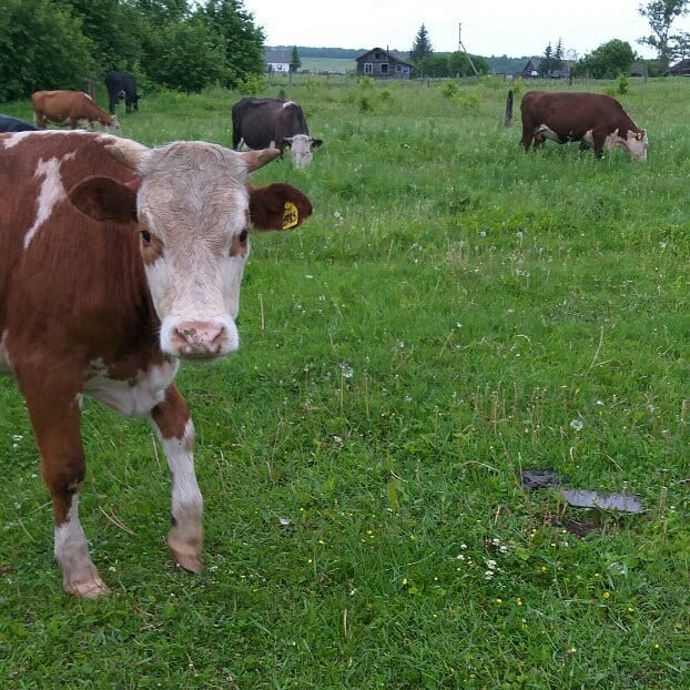 Гуляют по площадкам и заходят в огороды: амурчане жалуются на бродячих коров - 2x2.su картинка 6