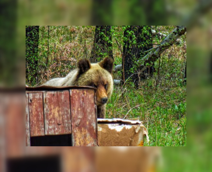 В Амурской области возле деревень жители стали замечать медведей - 2x2.su