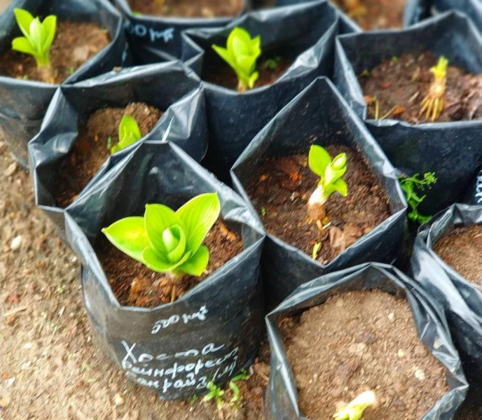 Амурчанка создала ягодный сад и сенсорный парк для детей с ОВЗ - 2x2.su