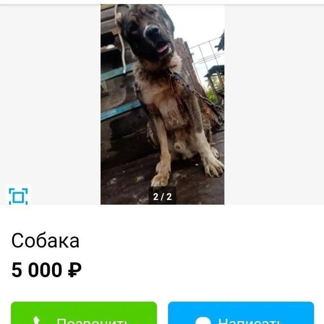 Амурские зоозащитники обвиняют подростков из Буреи в издевательствах над животными - 2x2.su картинка 2