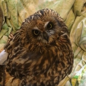 «Это просто убийцы»: благовещенский волонтёр спасла очередную жертву охотника