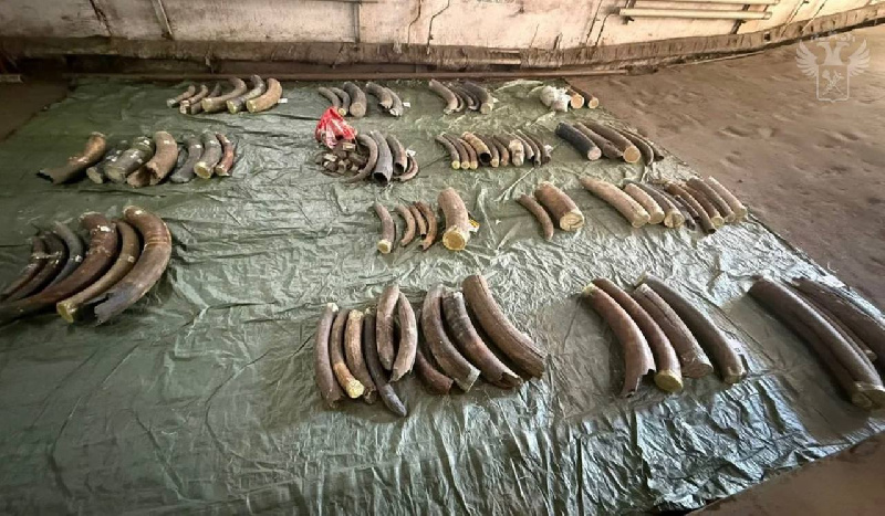 Иностранцы пытались вывезти из Благовещенска тонну бивней мамонтов - 2x2.su