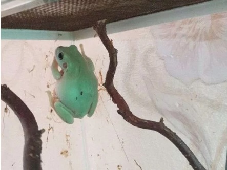 Скорпионы, белки, тараканы и лягушки: каких животных можно купить в Благовещенске - 2x2.su картинка 7