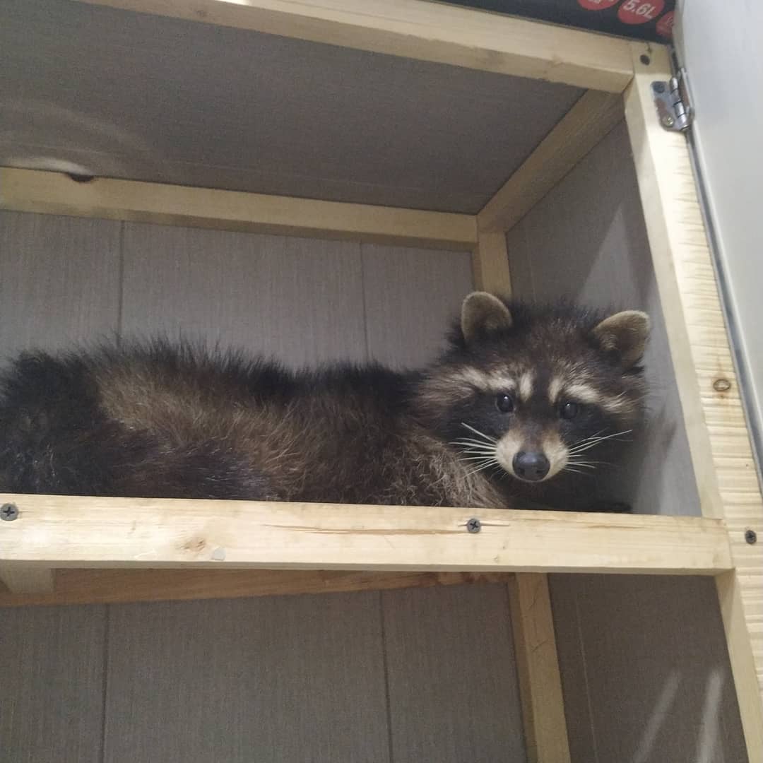 Квартира или Ноев ковчег: как благовещенка уживается с поссумами, кошками и енотом - 2x2.su картинка 3