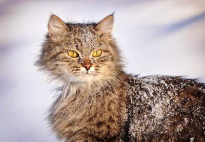 Гороскоп на 13 февраля: в Водолеях проснулся реформатор, а Тельцам лучше говорить при свидетелях - 2x2.su