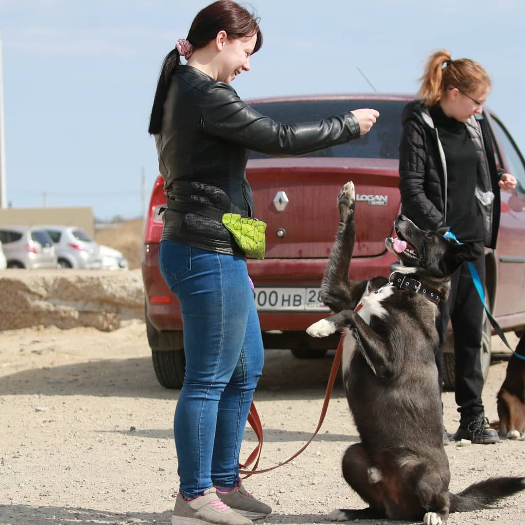 Как правильно воспитывать своего питомца?  - 2x2.su картинка 2