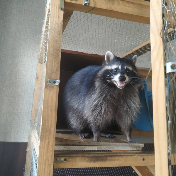 Квартира или Ноев ковчег: как благовещенка уживается с поссумами, кошками и енотом - 2x2.su