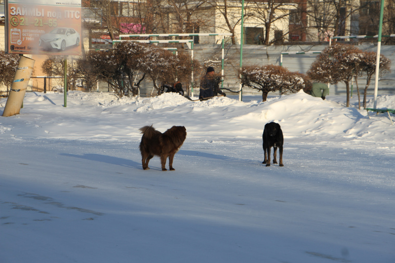 Жители микрорайона в Благовещенске жалуются на «каток» во дворах и боятся бродячих собак - 2x2.su